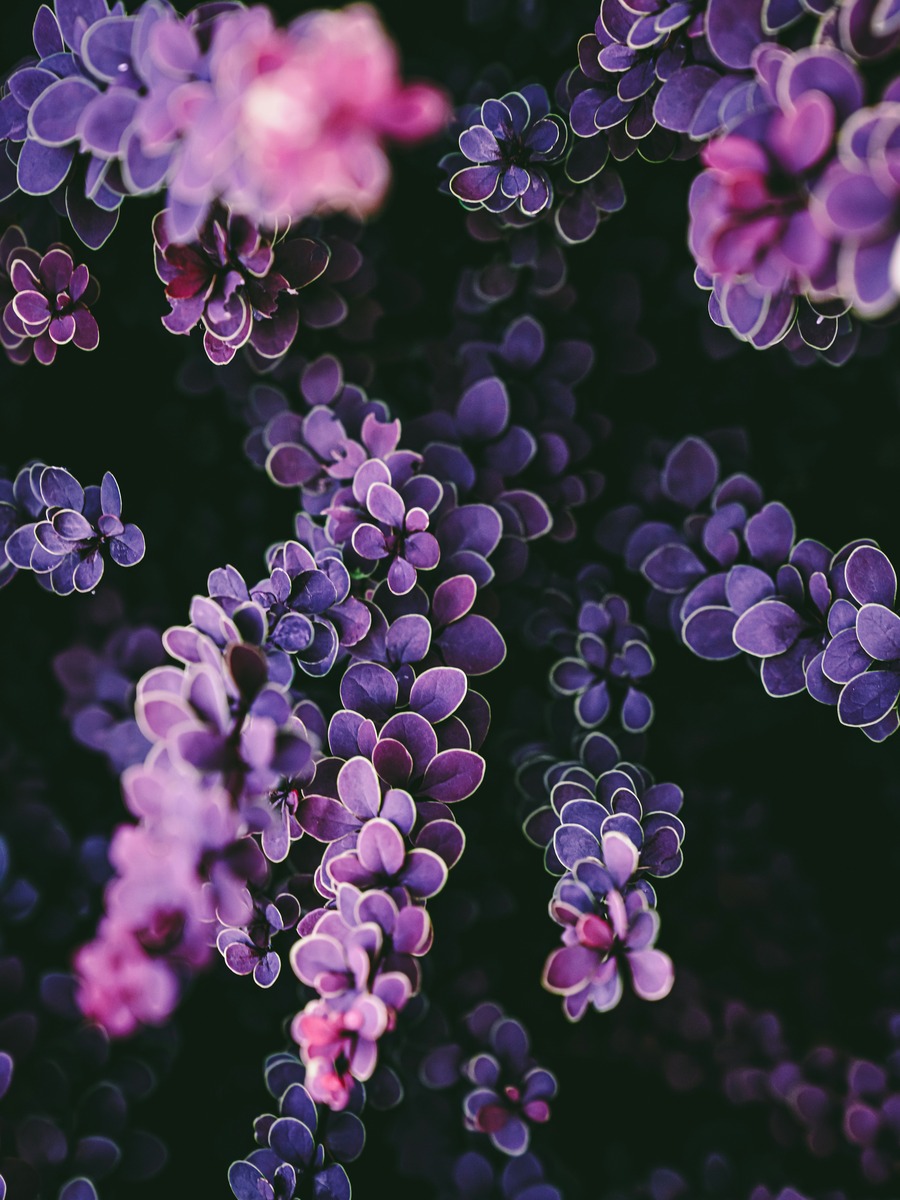 Images work seamlessly in gallery mode, just like when viewed individually.